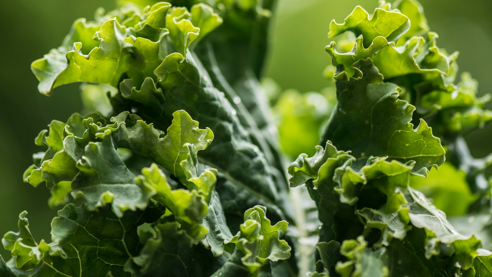 Health benefits of kale Make this green vegetable a part of your diet today! Healthy Life Start
