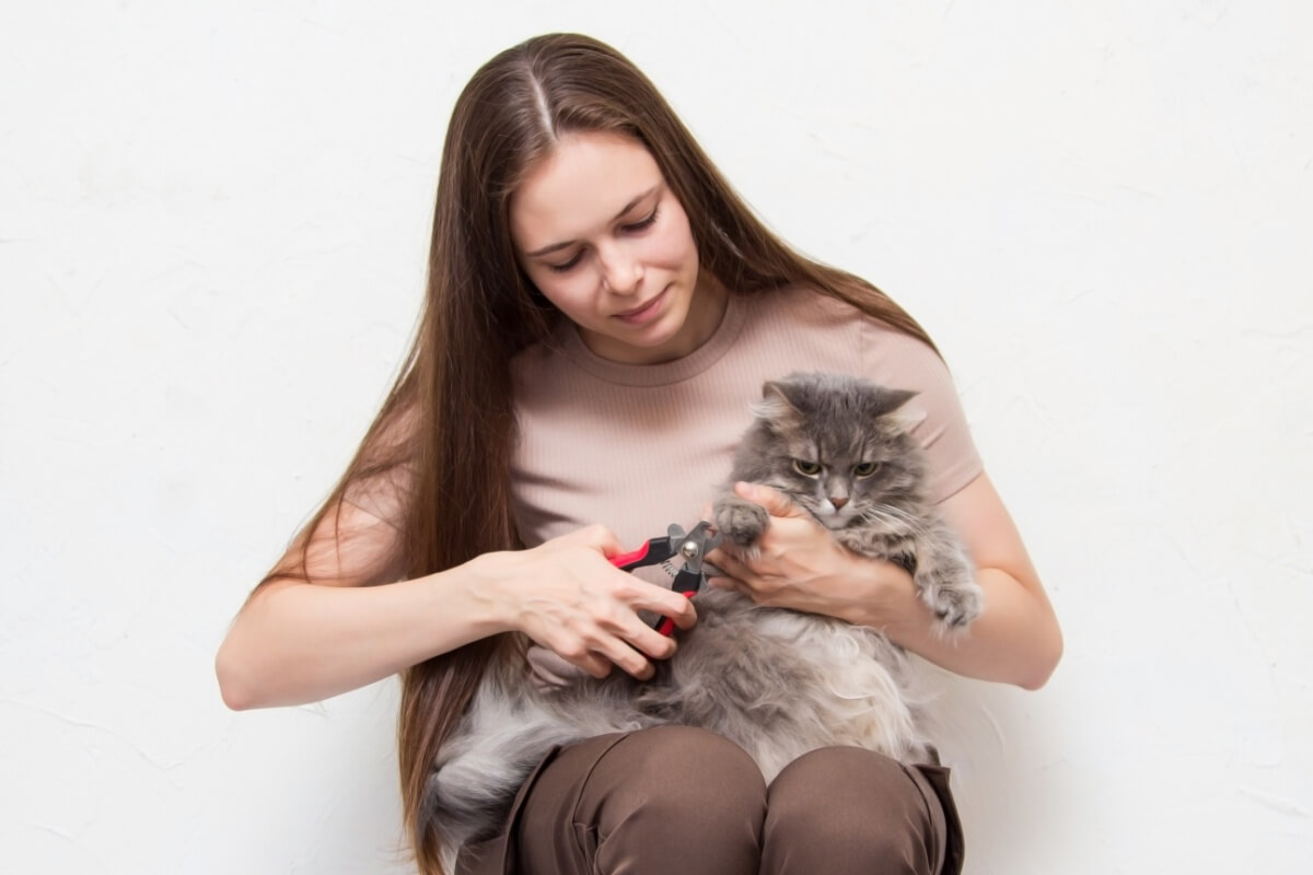 View of 8 Important care with cat’s nails – Healthy Life Start