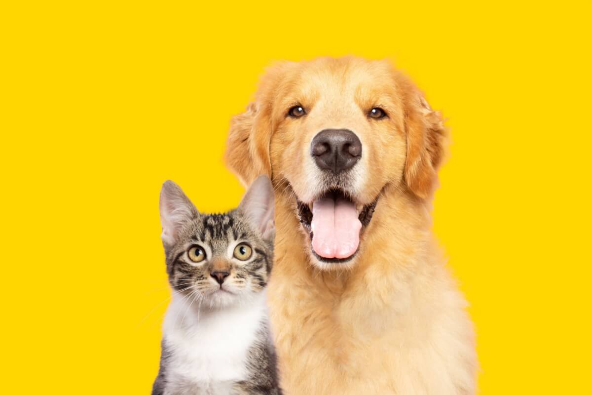 Photo inspiration: Kidney Disease Prevention For Small Animals Reference: Learn How To Identify And Prevent Kidney Disease In Animals