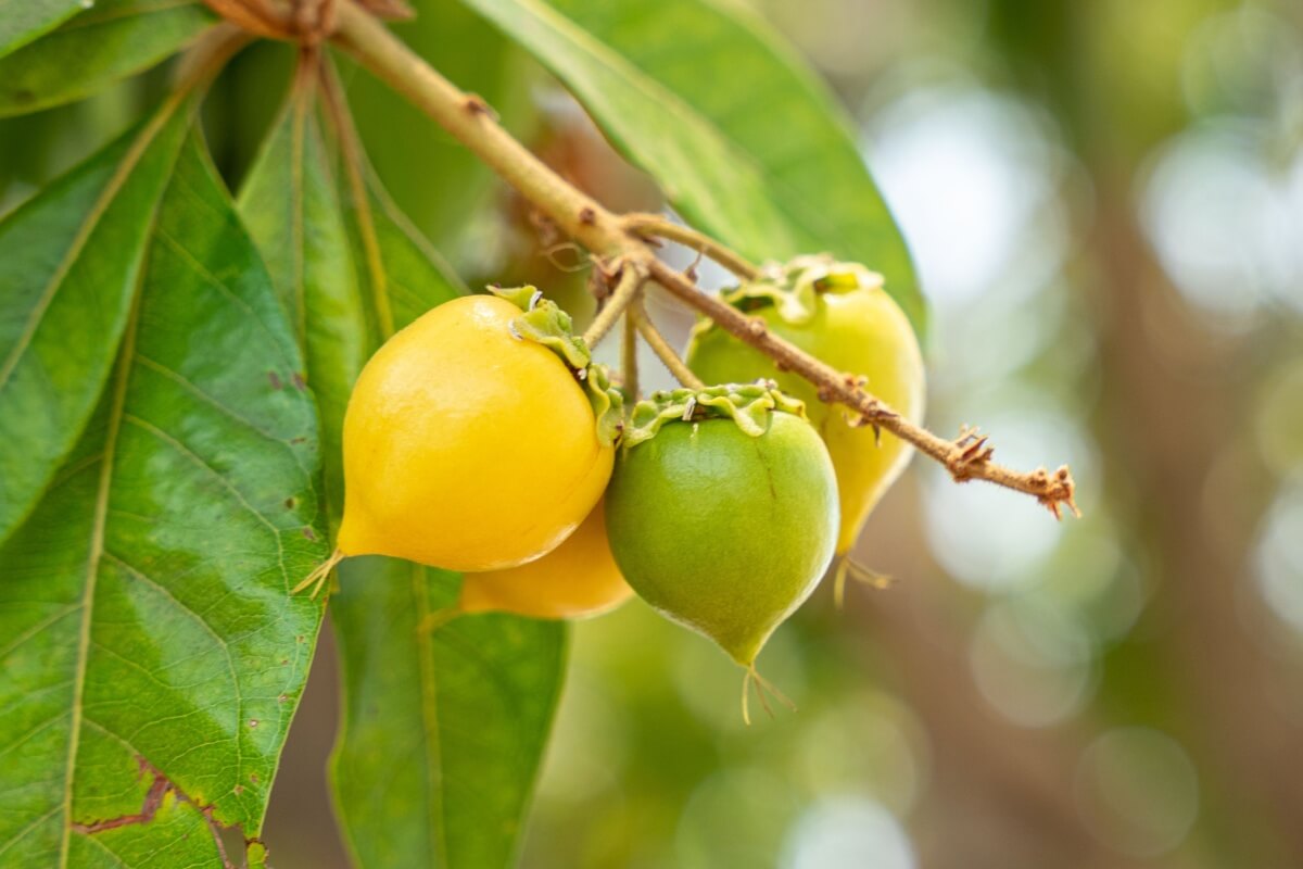 5-health-benefits-of-murici-fruit-and-how-to-include-it-in-your-diet