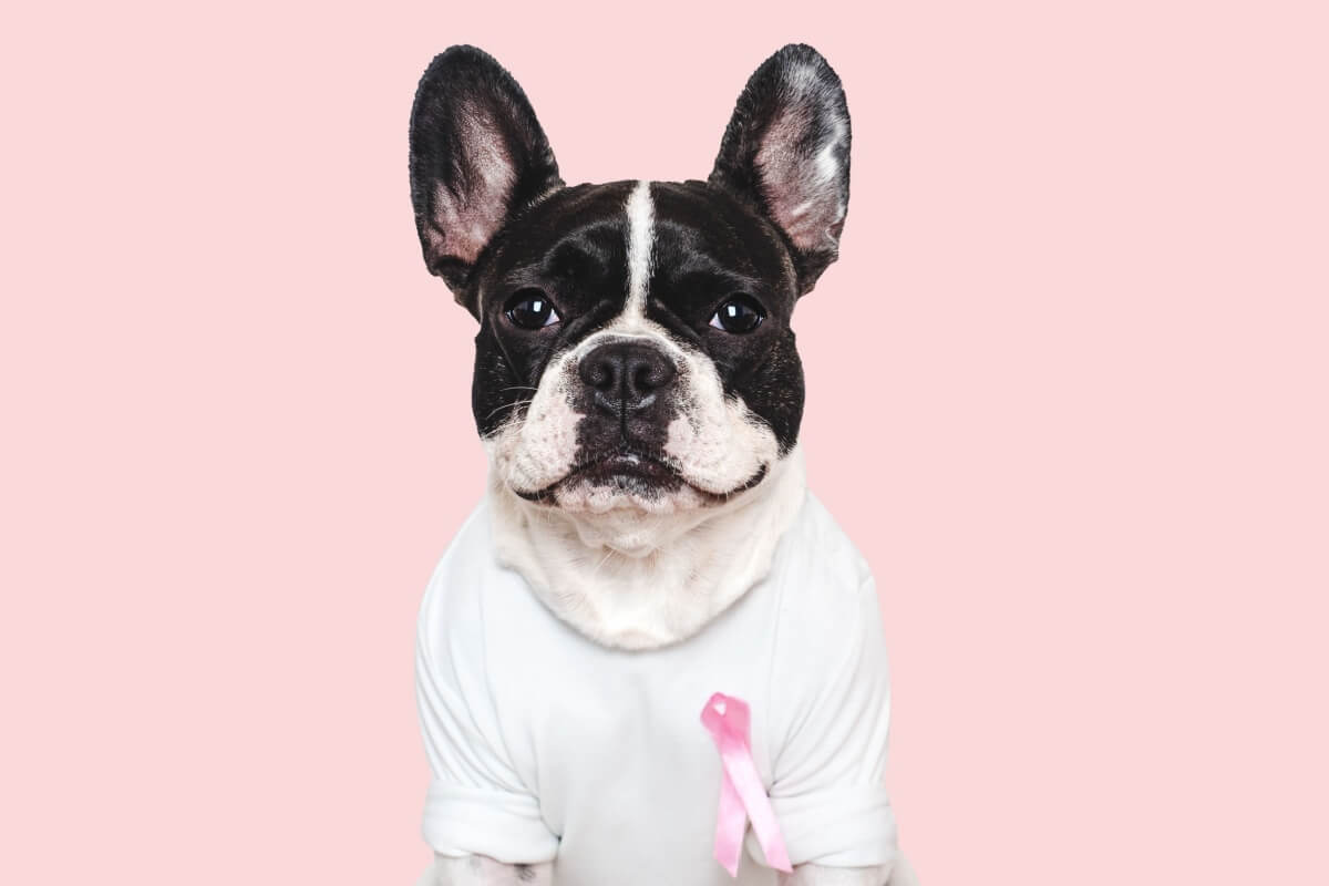Picture Idea: 5 Tips To Prevent Breast Cancer In Dogs