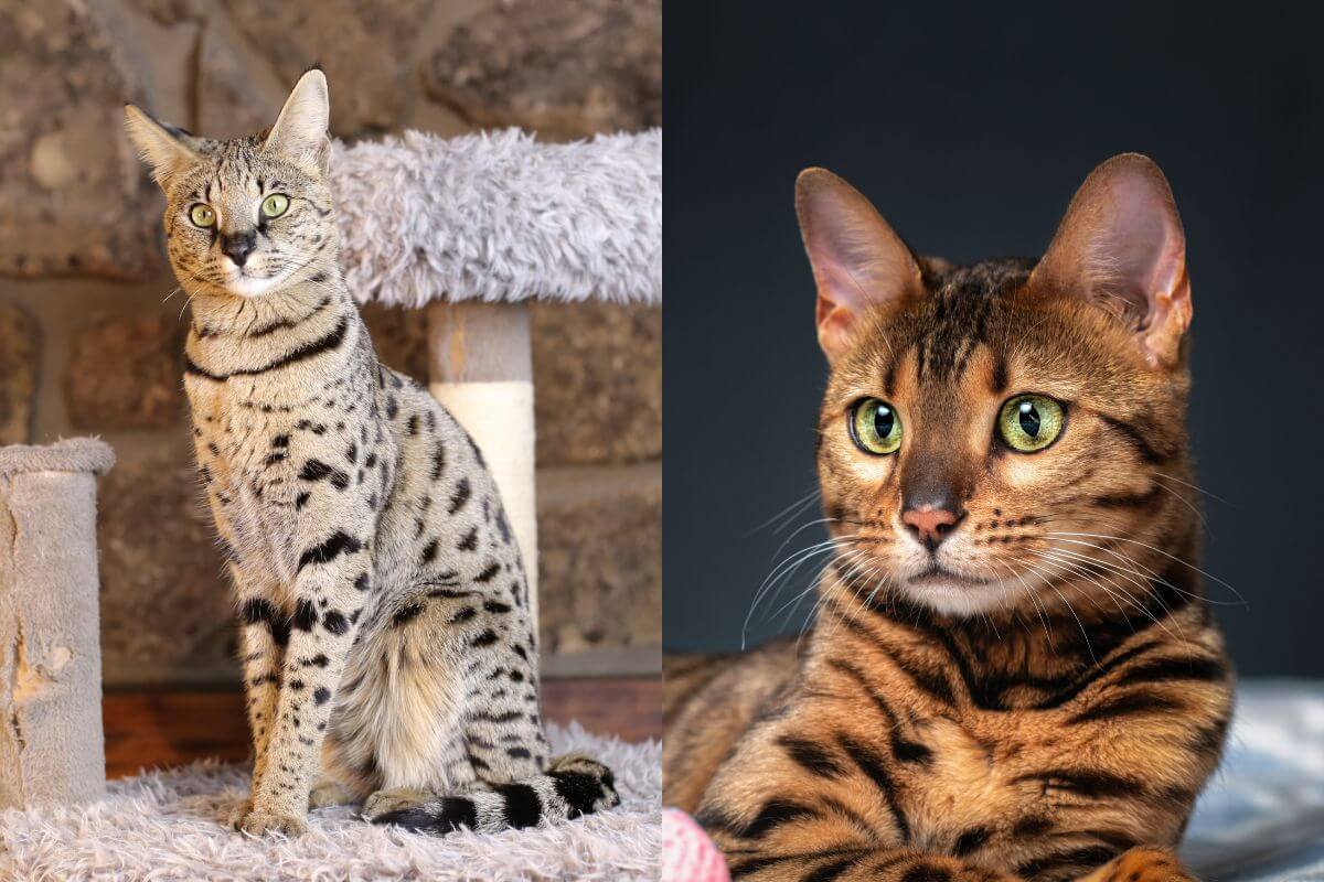 6-differences-between-savannah-and-bengal-cats