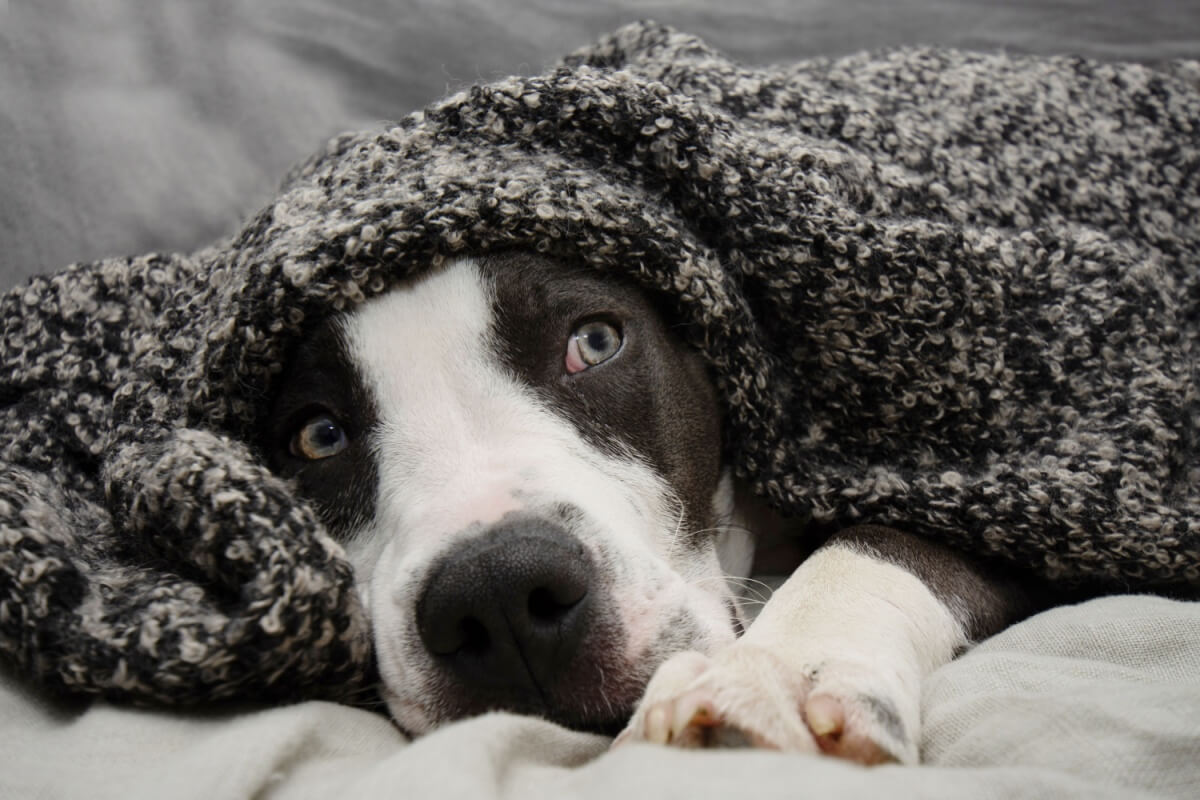 the-impact-of-fireworks-on-animals:-what-you-need-to-know