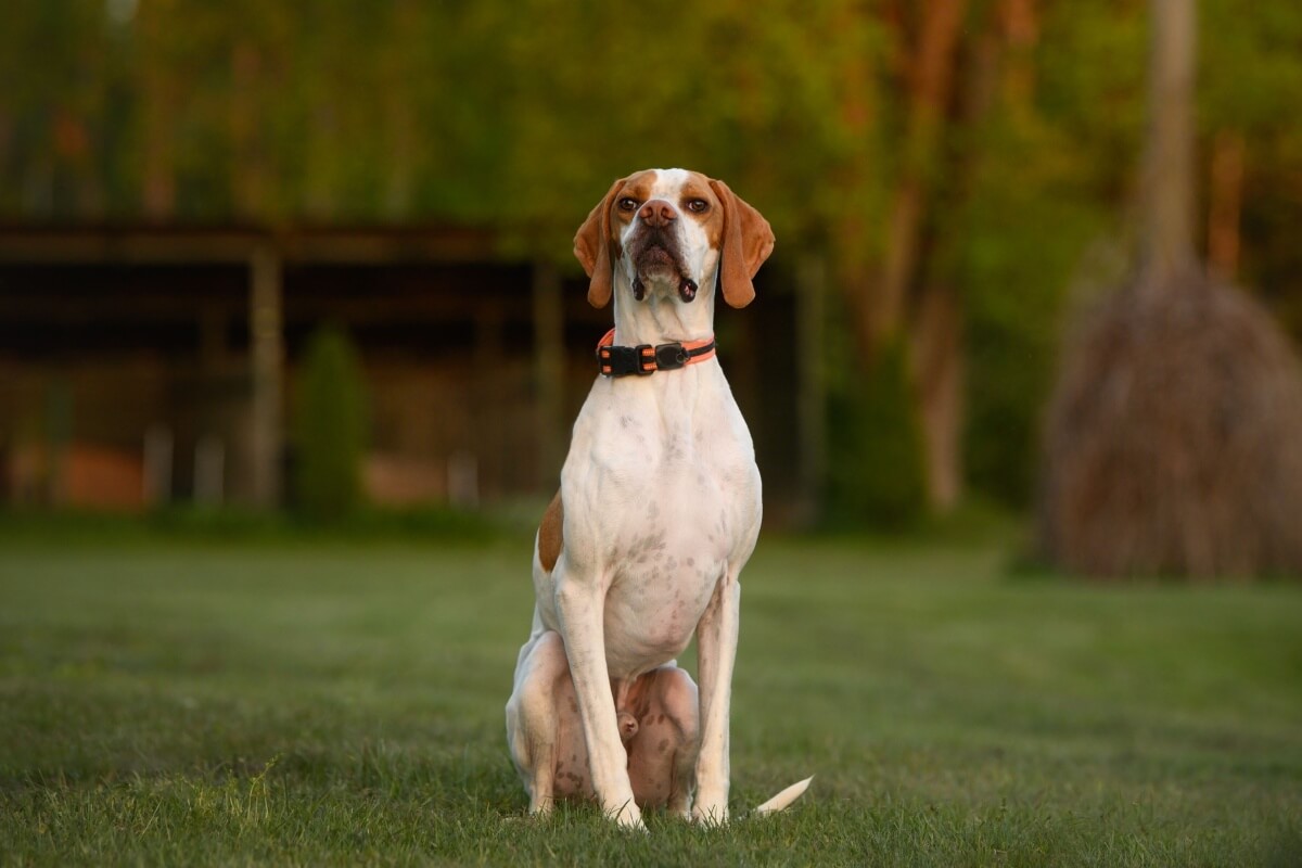 4-characteristics-of-the-english-pointer-dog