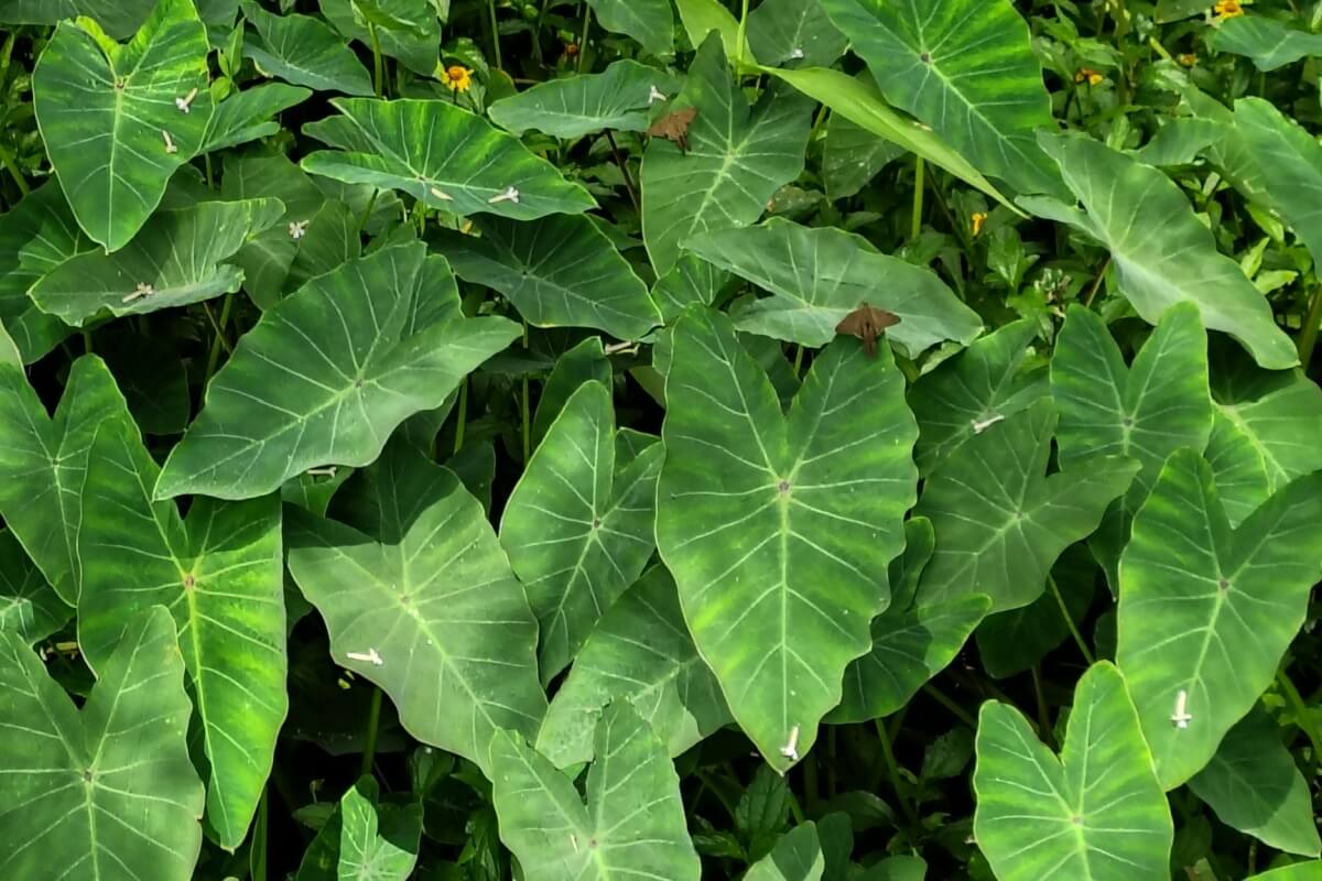 taioba:-benefits-of-the-nutritious-plant-that-can-transform-your-diet