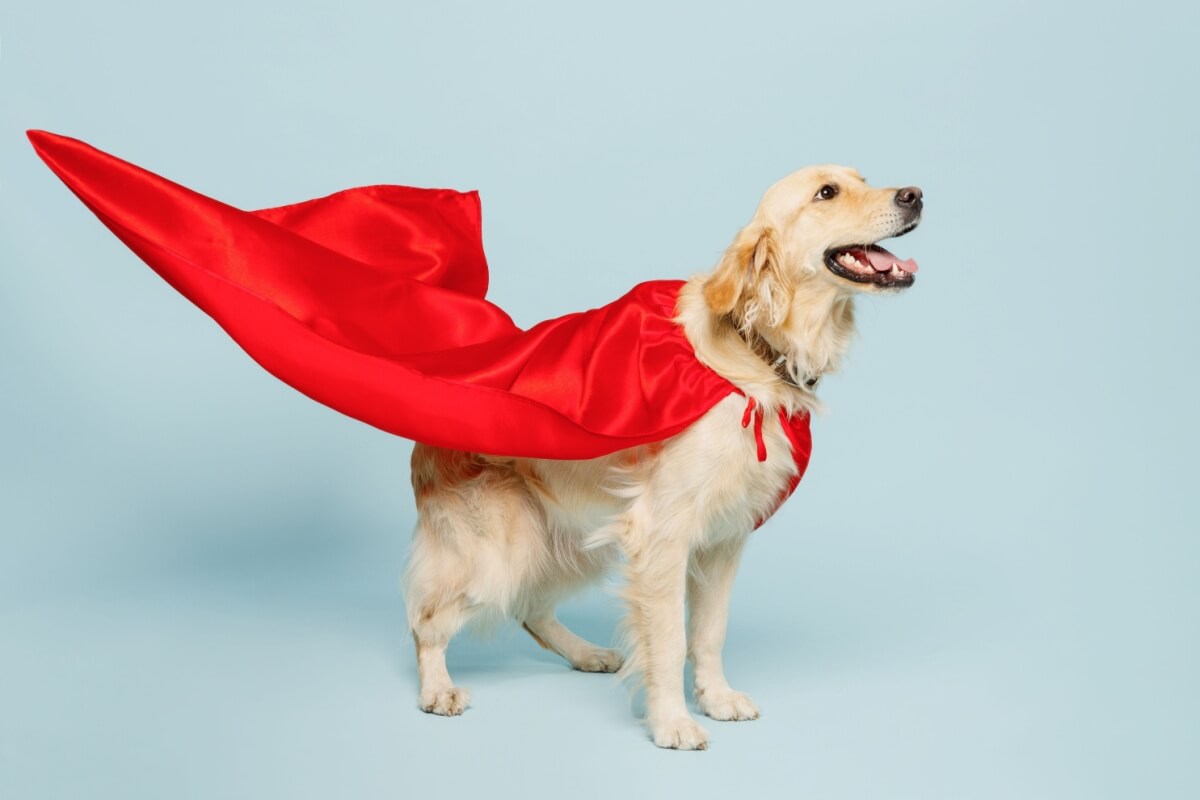 7-carnival-costume-ideas-for-dogs