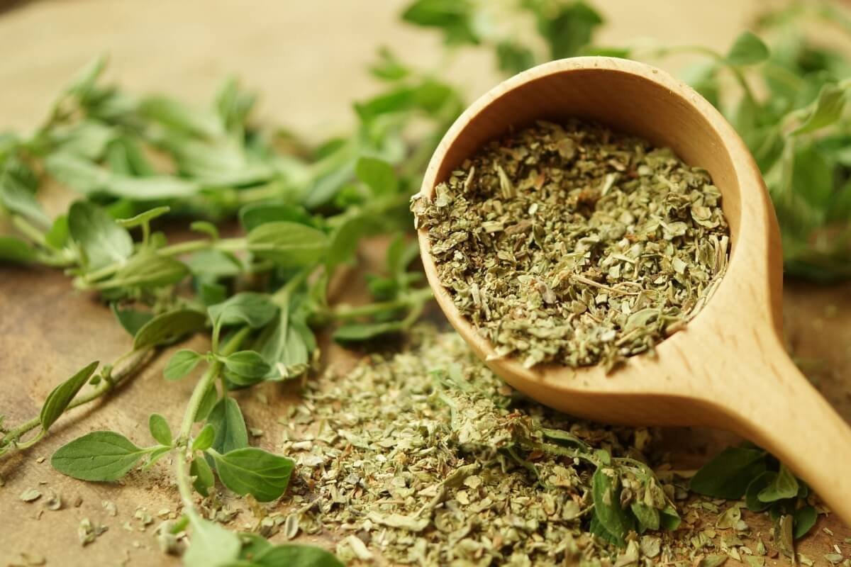 oregano:-benefits-of-the-aromatic-herb-and-tips-for-growing-it-at-home