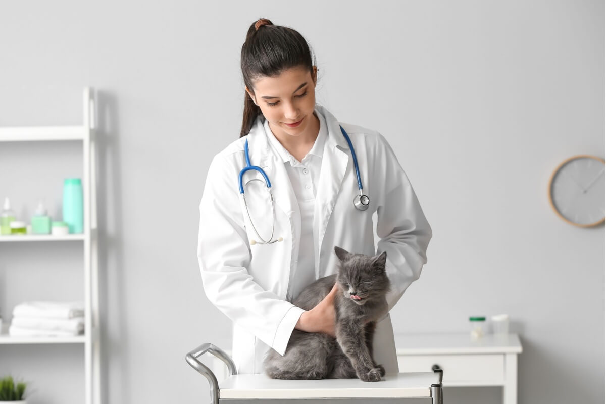 Photo inspiration: Slow Kidney Disease In Cats Homeopathic Treatment Reference: Kidney Diseases In Cats Find Out The Symptoms And Ways