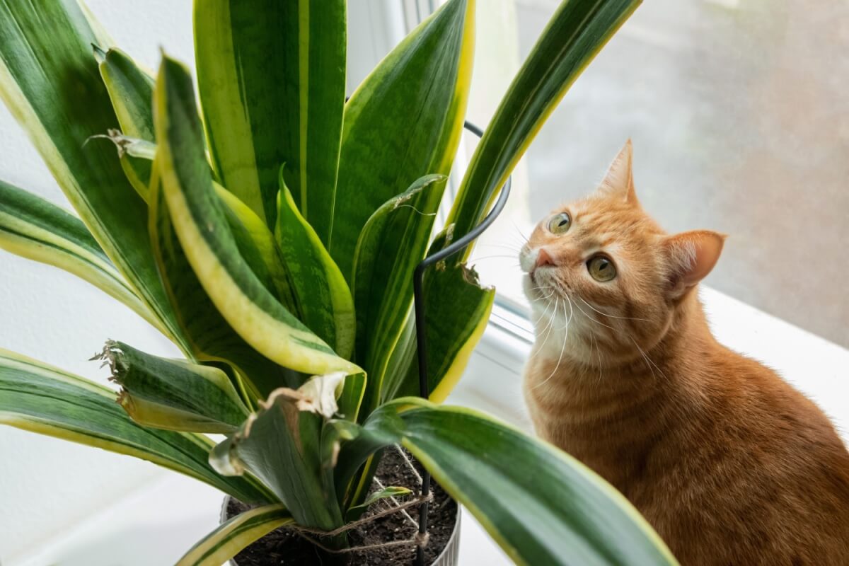 discover-the-plants-considered-toxic-to-dogs-and-cats