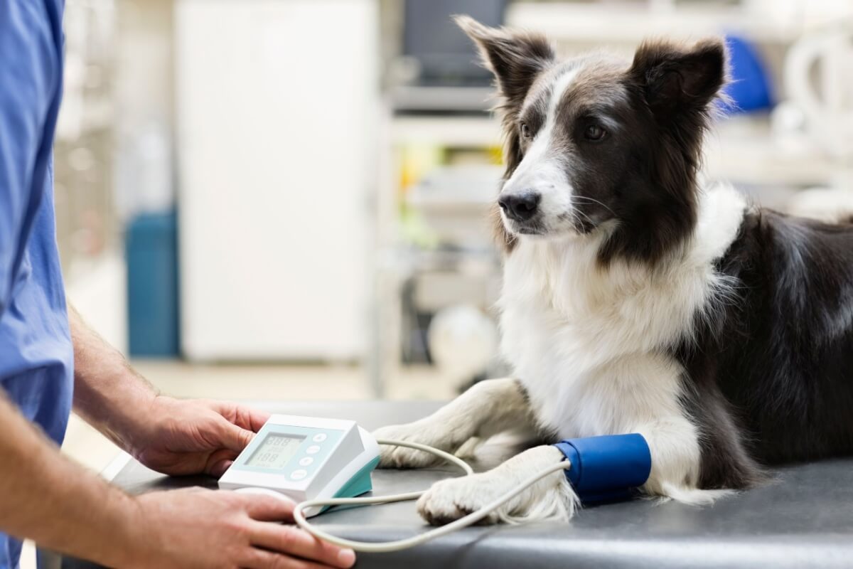 high-blood-pressure-in-animals:-6-warning-signs-of-the-disease