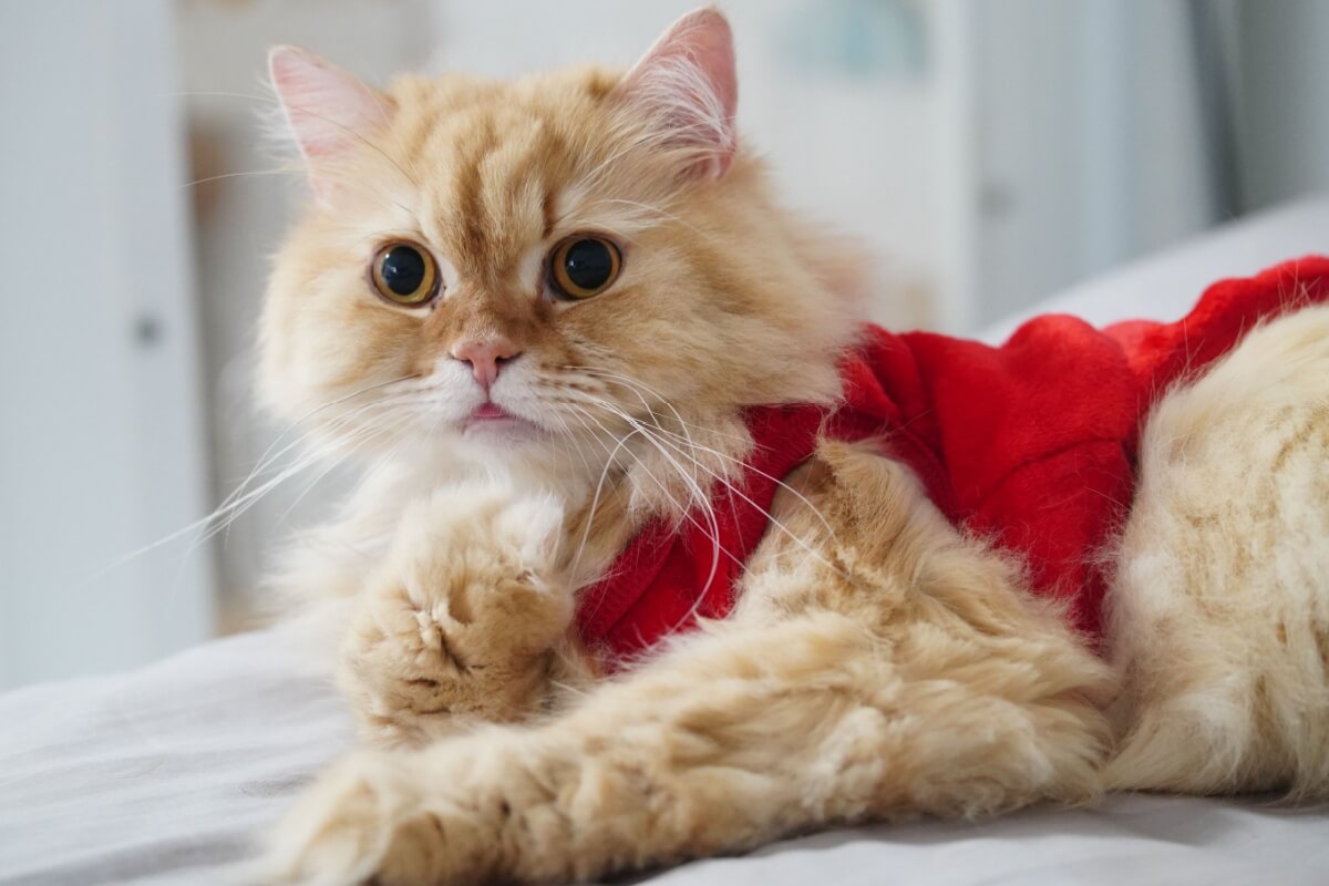 turma-da-monica:-8-names-for-cats-inspired-by-the-characters