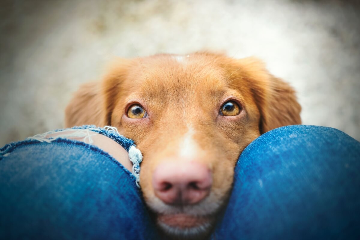 how-do-dogs-see?-7-interesting-facts-about-their-vision