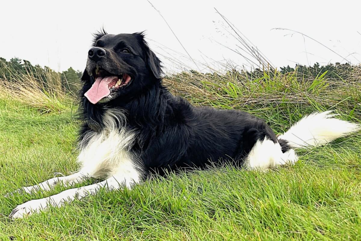 stabyhoun:-discover-the-characteristics-of-the-dog-of-this-breed