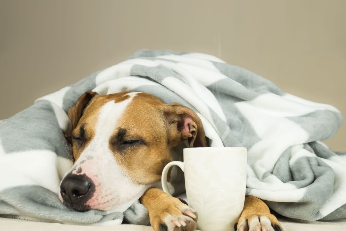 flu-in-dogs:-see-the-symptoms-and-ways-to-prevent-it