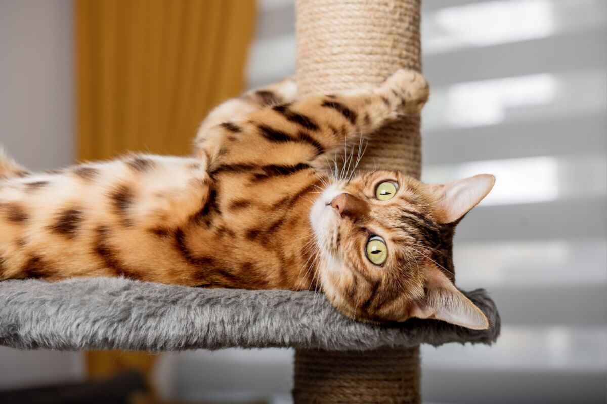 7-tips-for-using-up-your-cat’s-energy-at-home