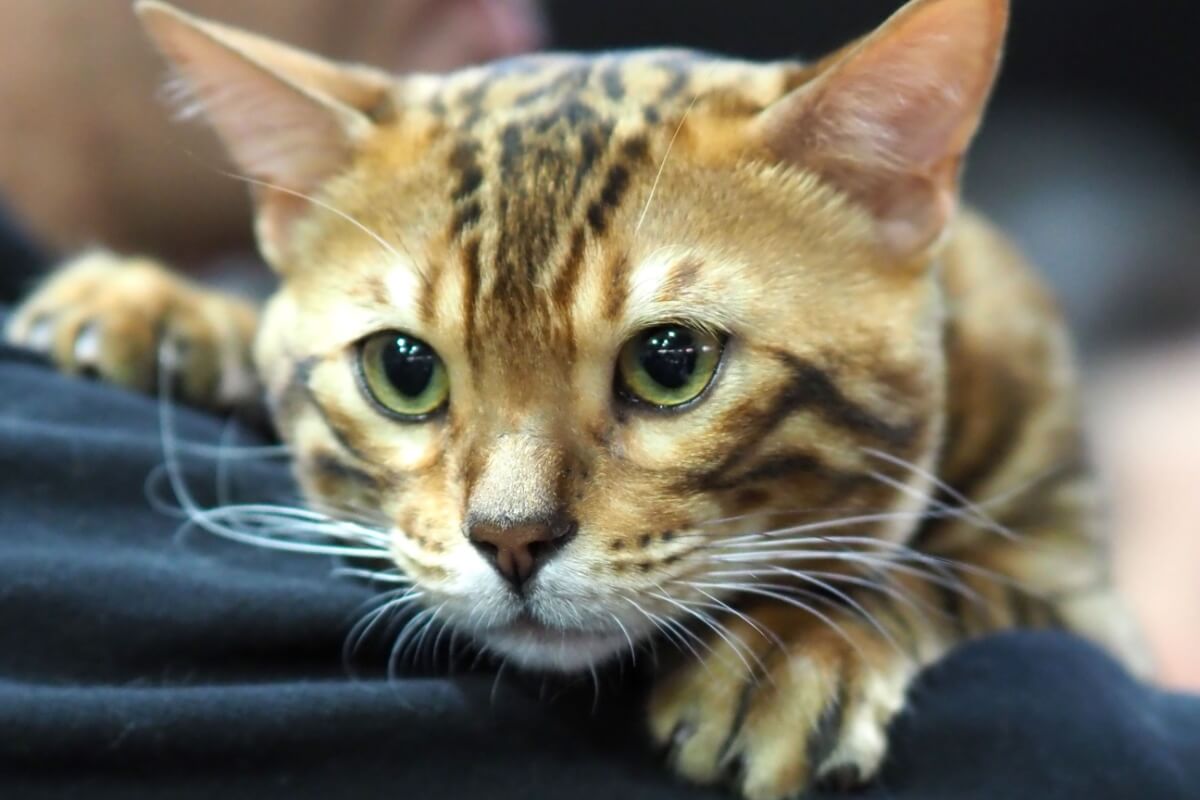 the-lion-king:-8-names-for-cats-inspired-by-the-film