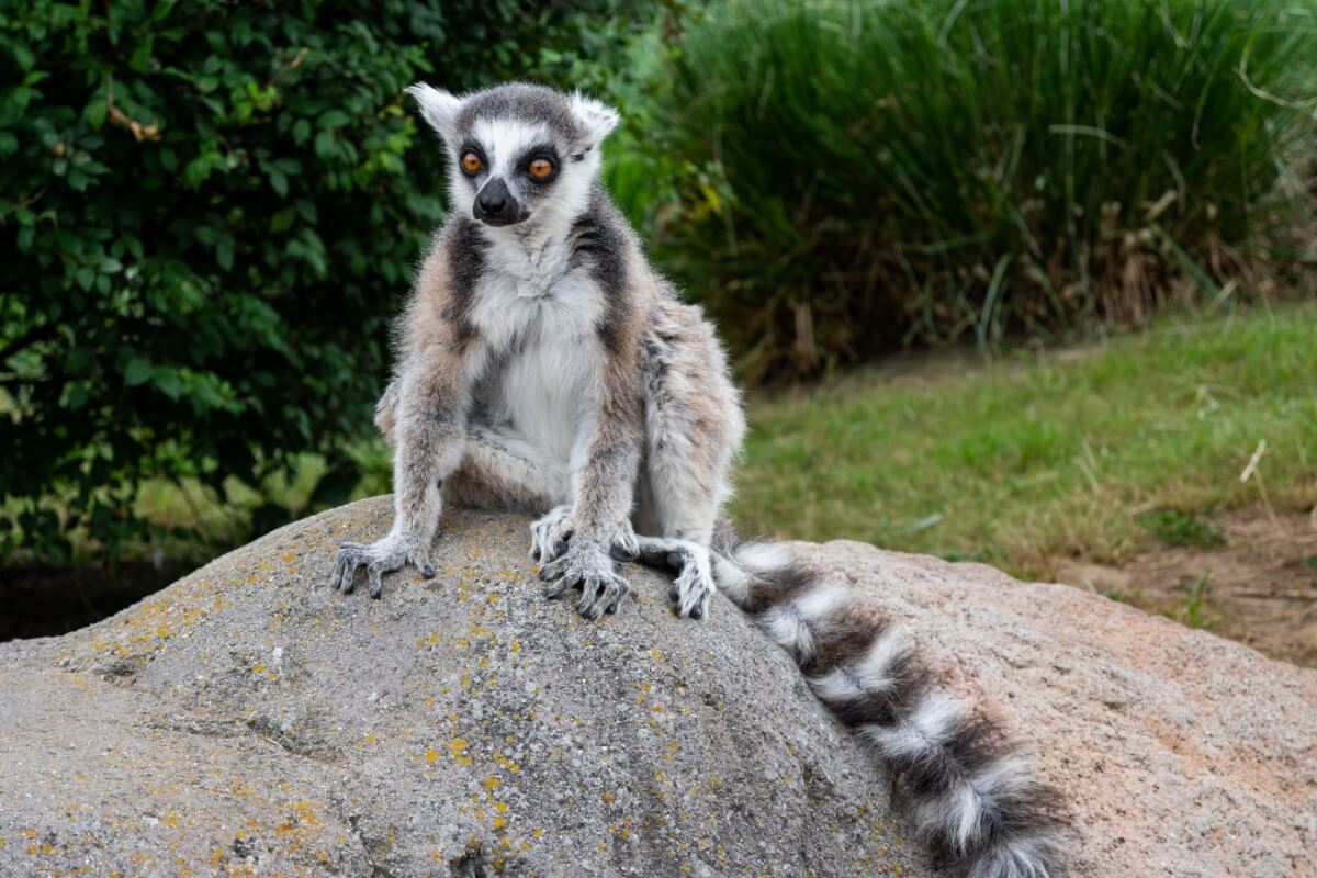 lemur:-7-interesting-facts-about-this-primate-from-madagascar
