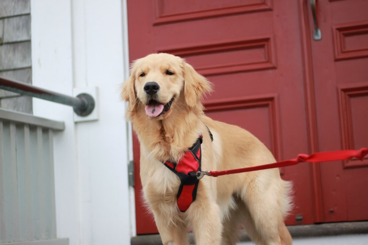 the-avengers:-10-names-for-dogs-inspired-by-the-characters
