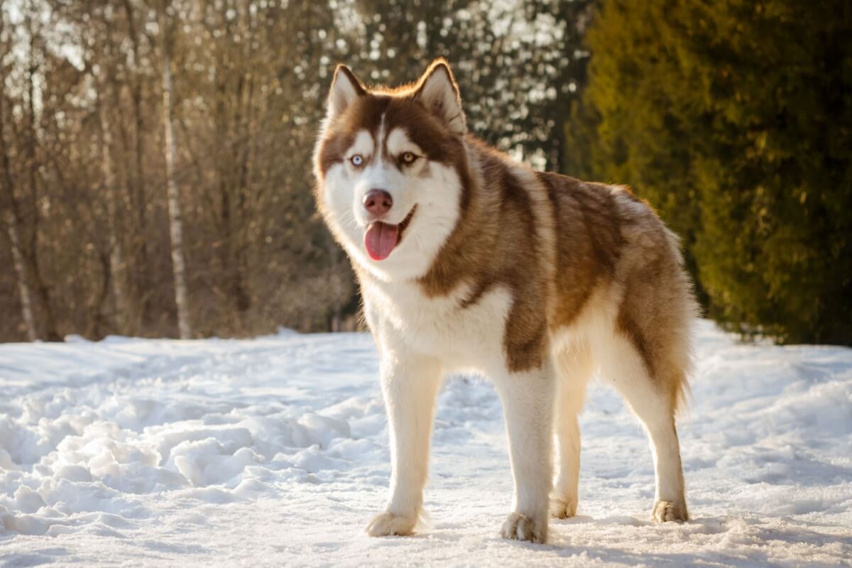 dogs-from-russia:-6-breeds-originating-from-the-country