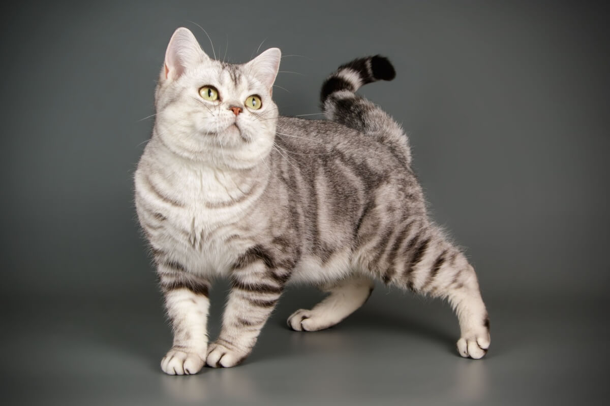 primordial-bag:-6-interesting-facts-about-the-“pelanquinha”-on-a-cat’s-belly