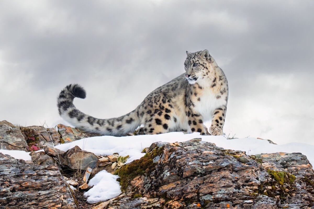 snow-leopard:-8-interesting-facts-about-this-rare-feline