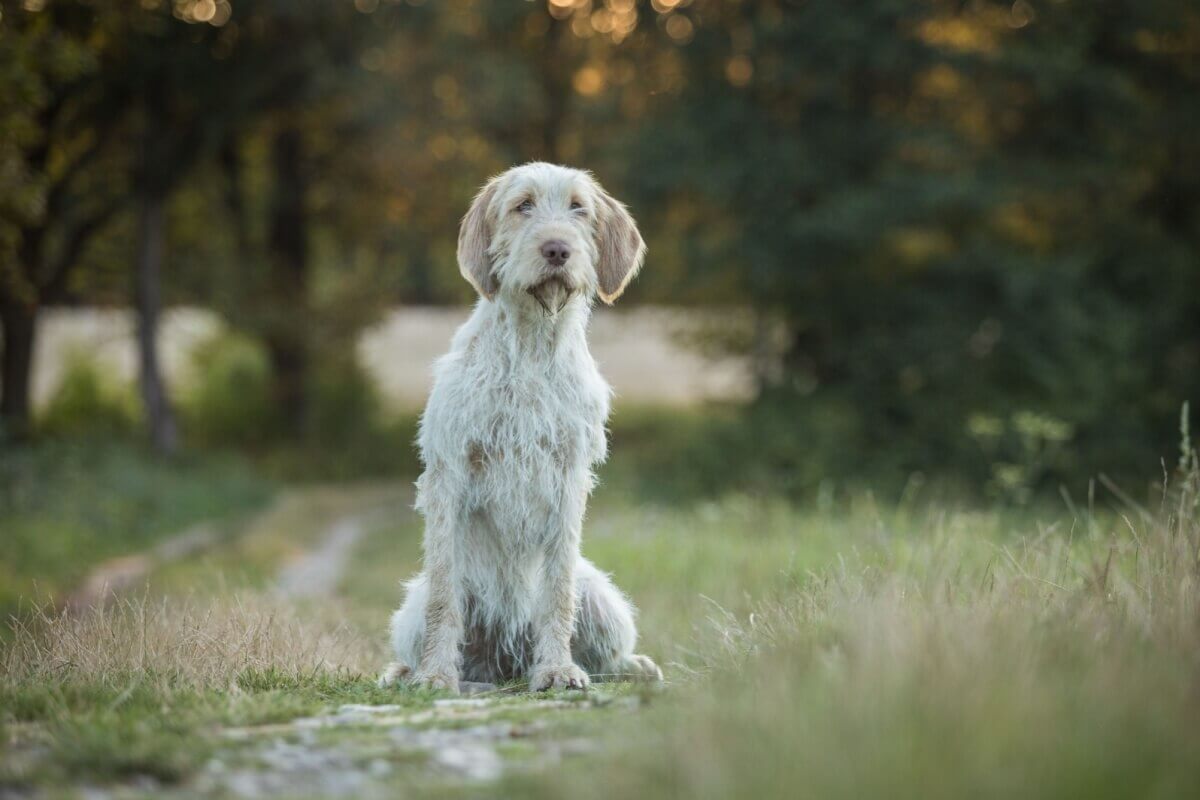 italian-spinone:-discover-the-characteristics-of-the-dog-of-this-breed