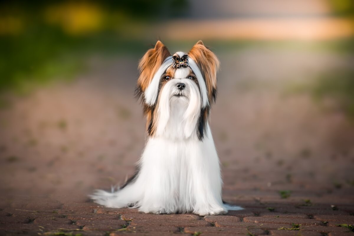 biewer-terrier:-discover-the-characteristics-of-this-breed’s-dog