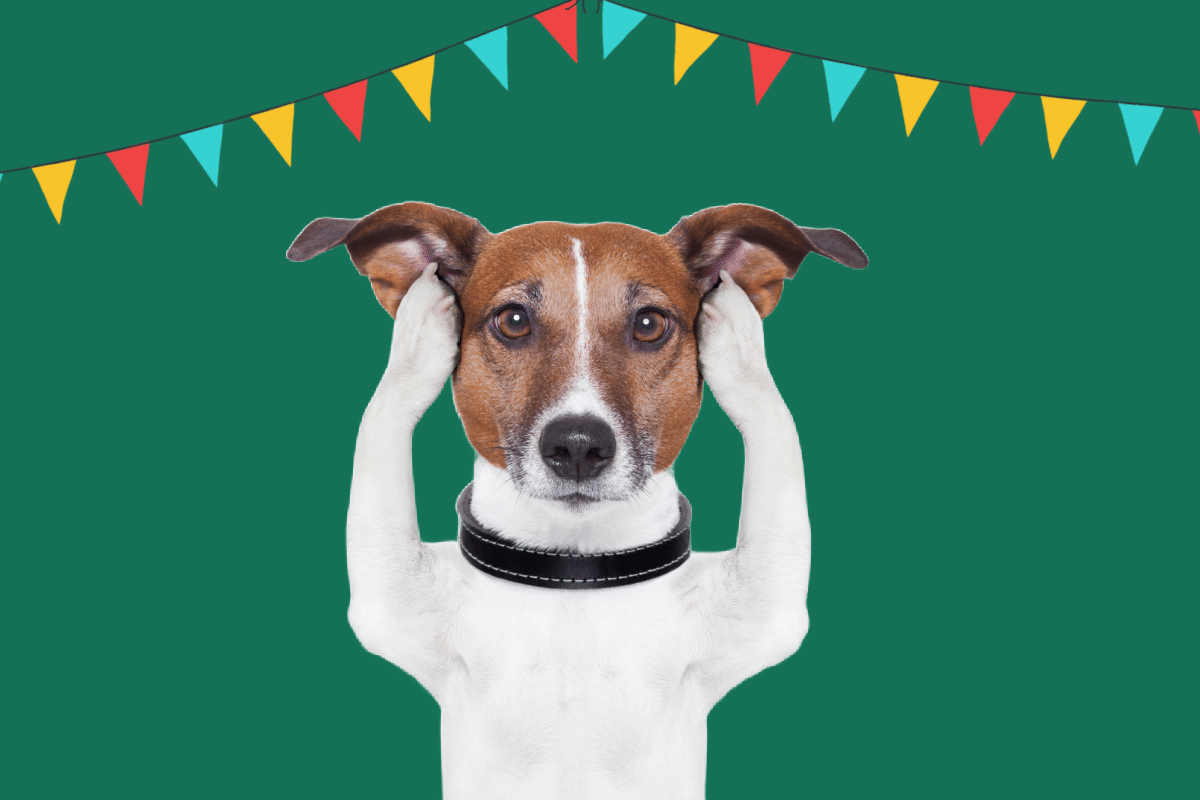 5-care-for-animals-during-the-world-cup-and-june-festivities