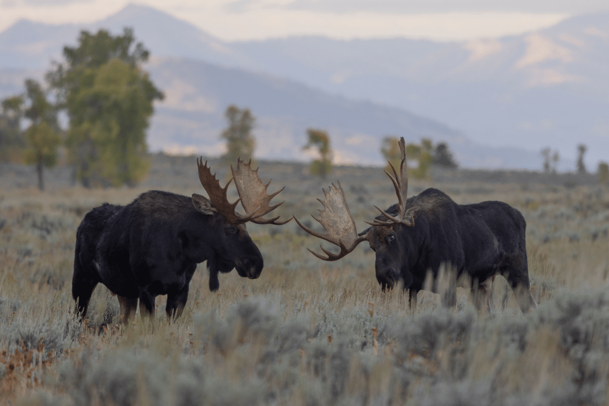 elks:-8-interesting-facts-about-forest-giants