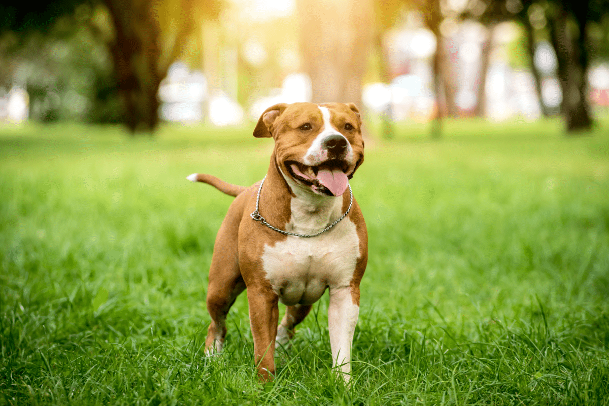 american-staffordshire-terrier:-discover-the-characteristics-of-this-breed’s-dog