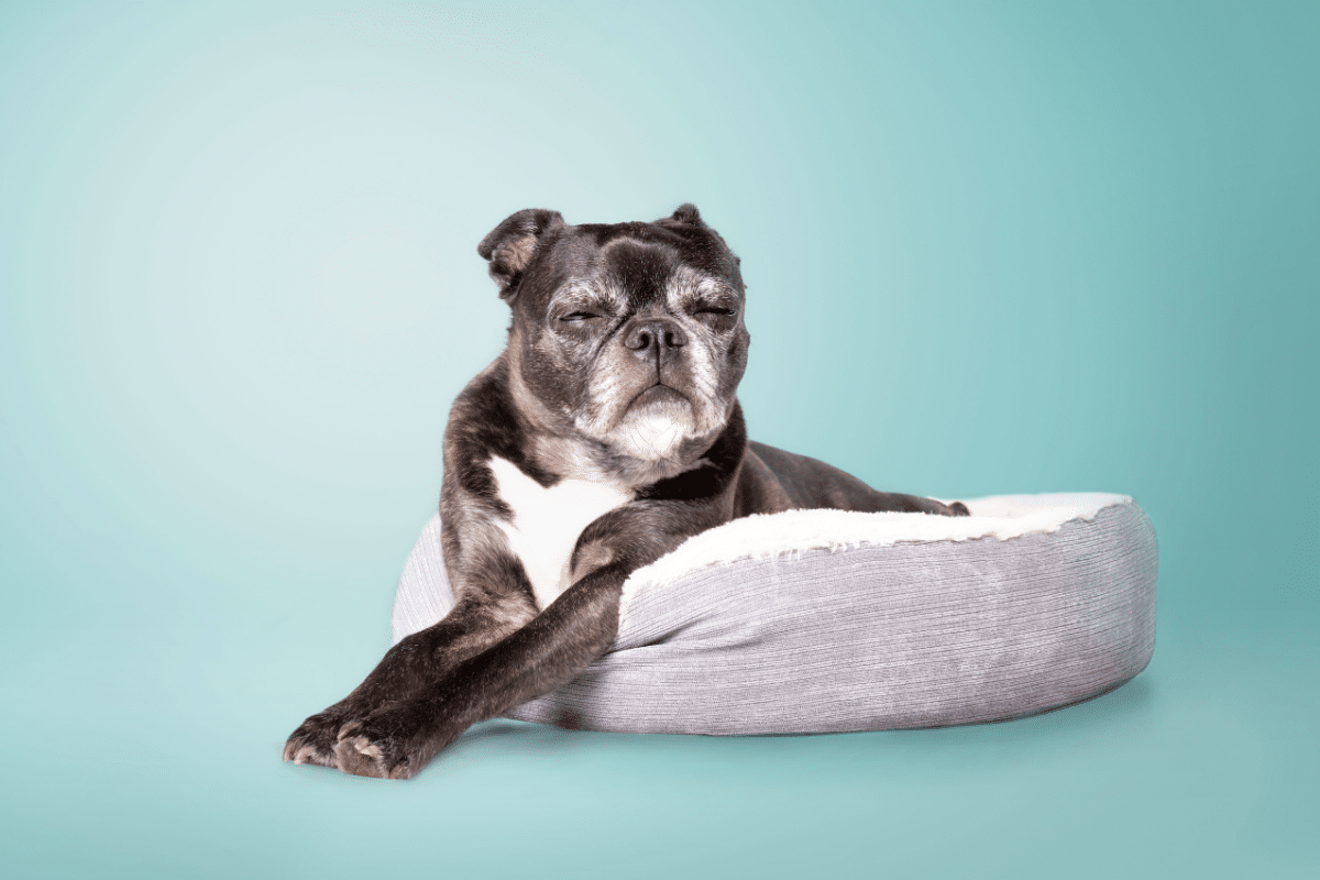 canine-senior-years:-7-behavioral-changes-in-elderly-dogs