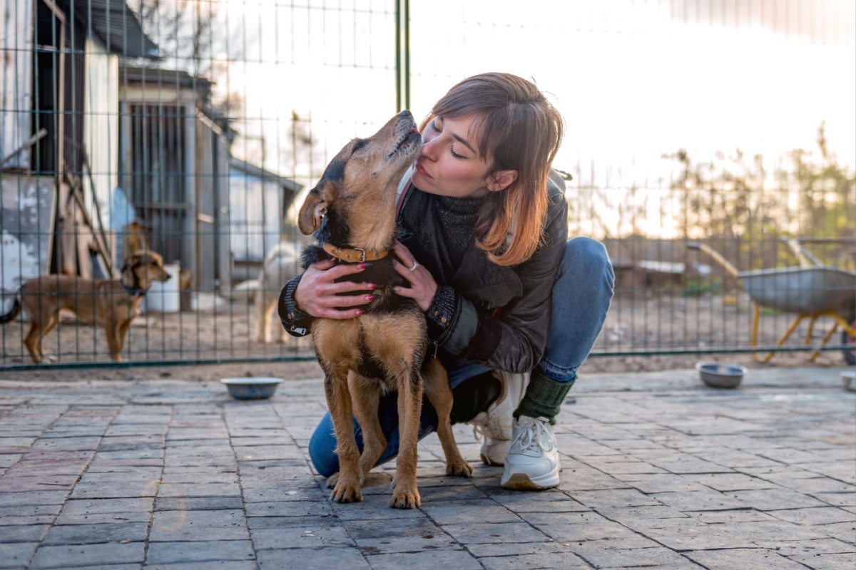 the-reality-of-adoption:-unprecedented-research-reveals-how-age,-color-and-size-define-the-fate-of-animals-in-shelters-in-brazil