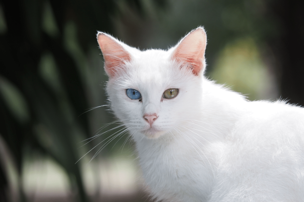 5-cat-breeds-originating-from-thailand