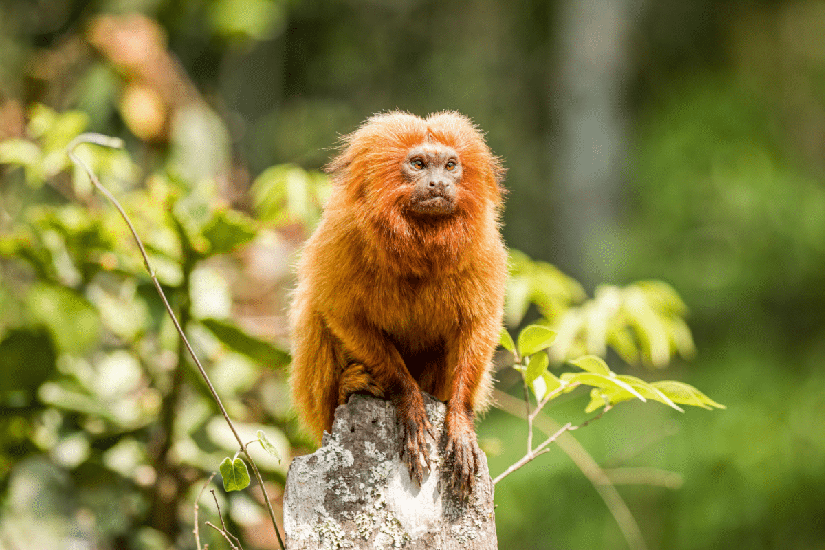 golden-lion-tamarin:-8-interesting-facts-about-this-brazilian-primate
