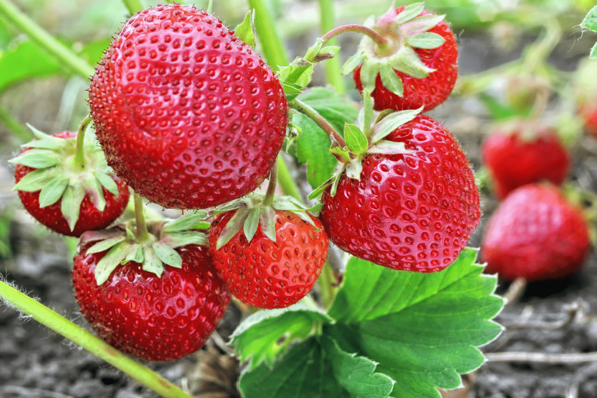 is-strawberry-good-for-your-health?-see-7-benefits-and-creative-ways-to-consume-the-fruit