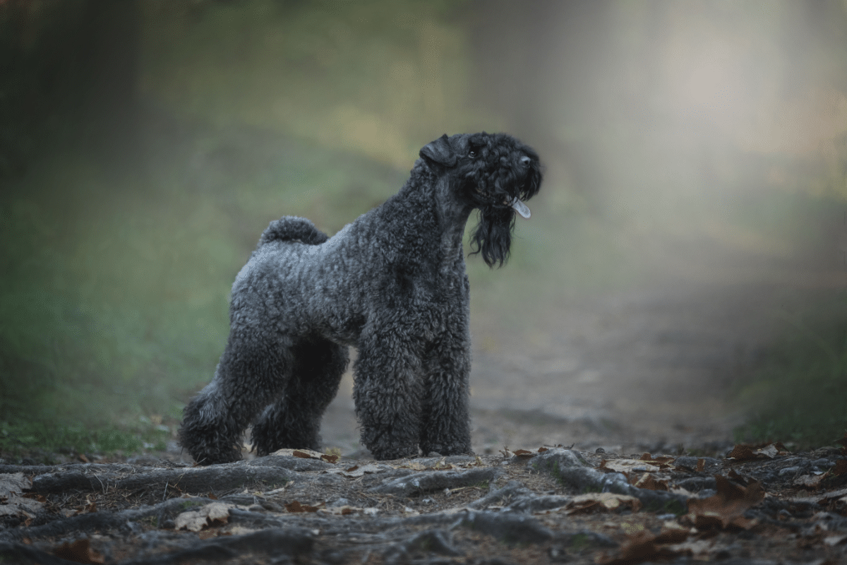 kerry-blue-terrier:-discover-characteristics-of-the-dog-of-this-breed