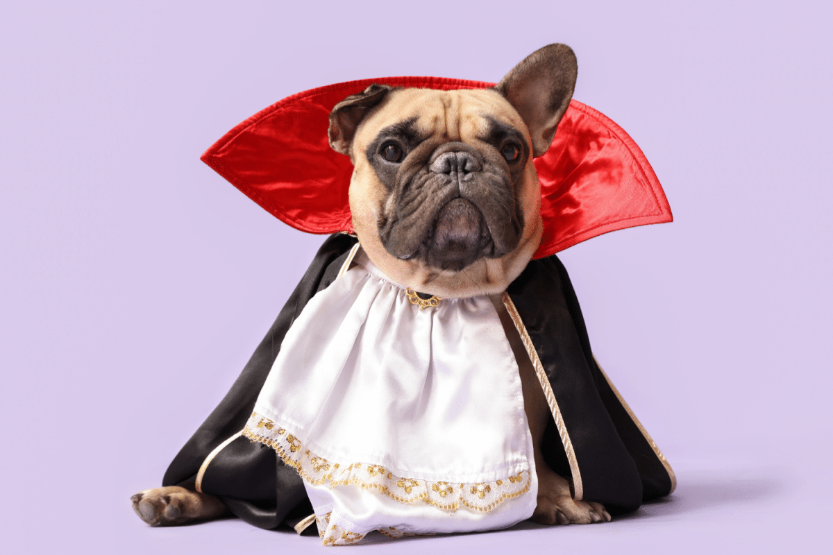 the-vampire-diaries:-10-dog-names-inspired-by-the-series