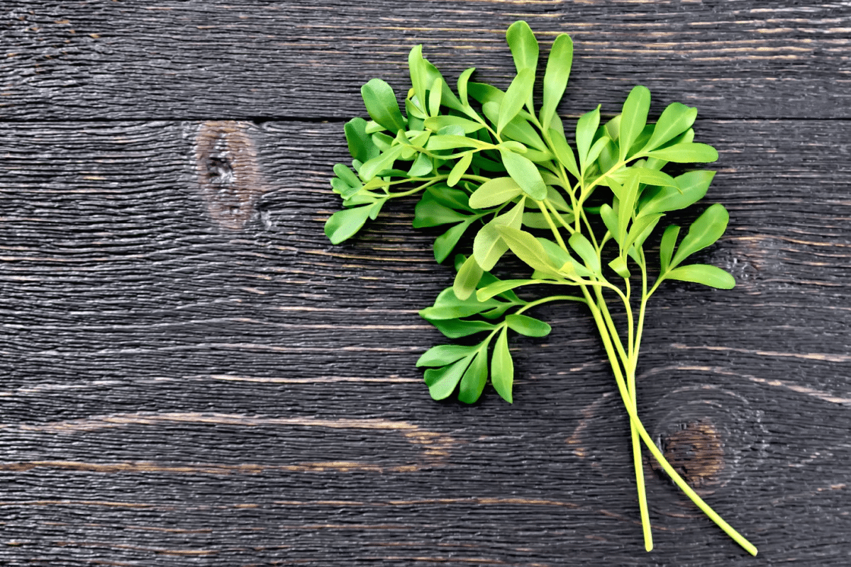 leaf-chat:-find-out-how-spiritual-cleansing-with-herbs-works