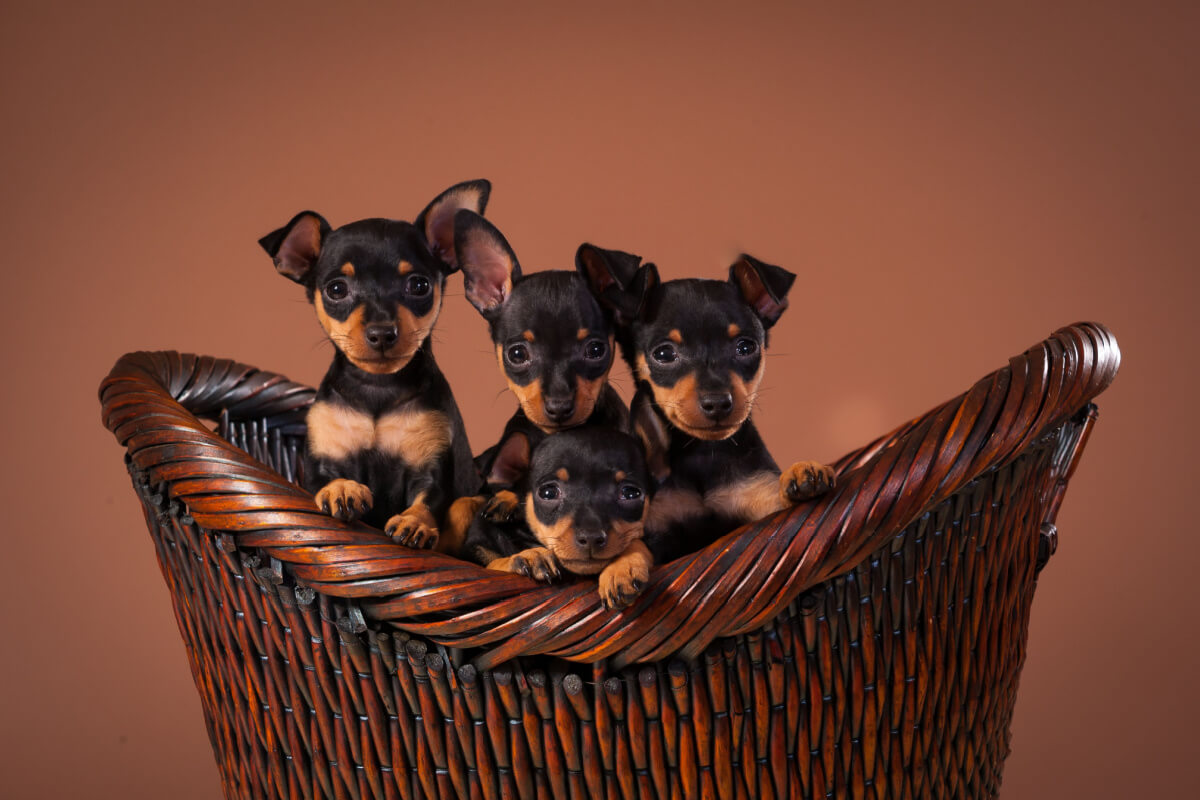 are-you-going-to-adopt-a-pinscher?-see-20-names-inspired-by-films-and-series