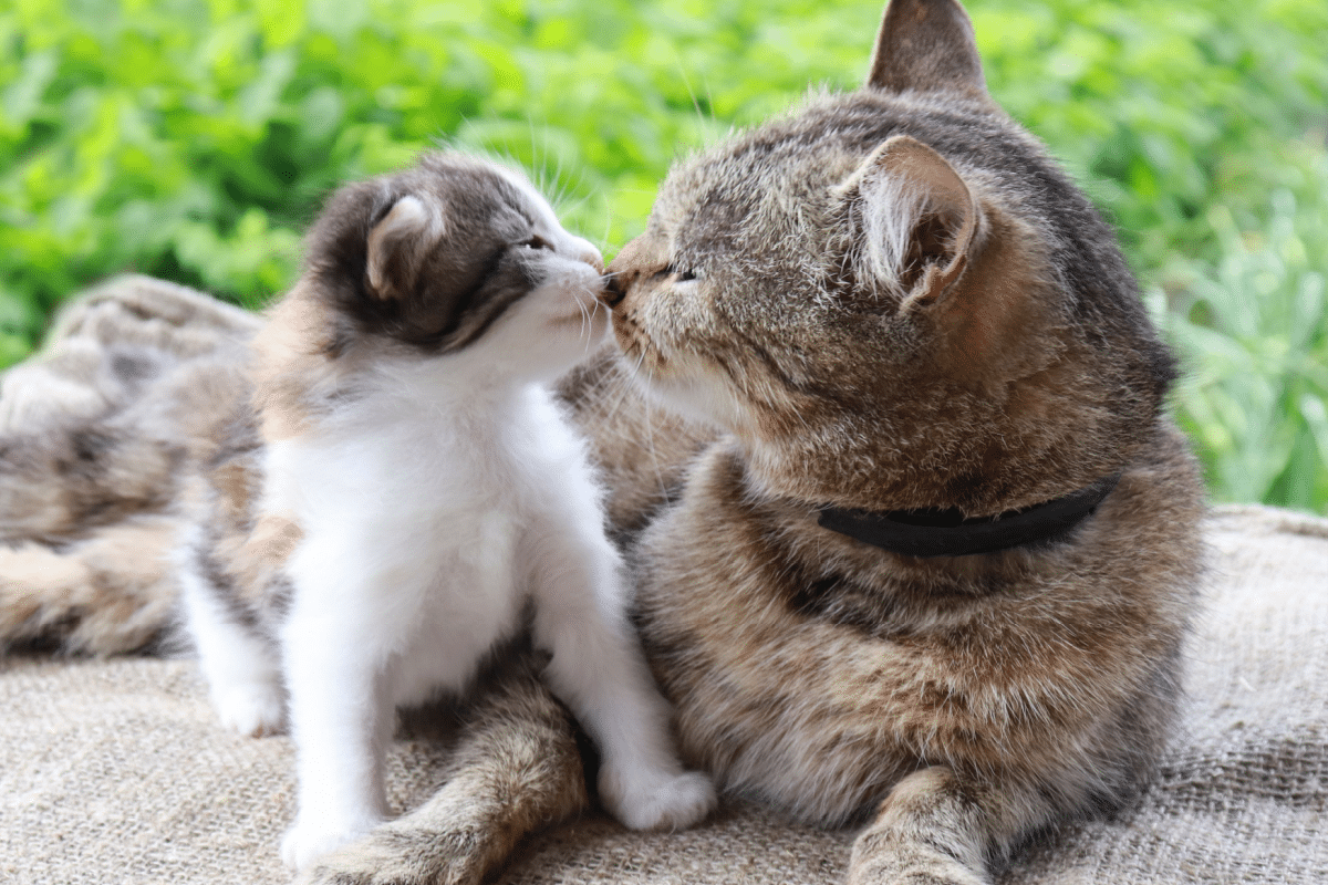8-tips-for-introducing-a-kitten-to-an-older-cat