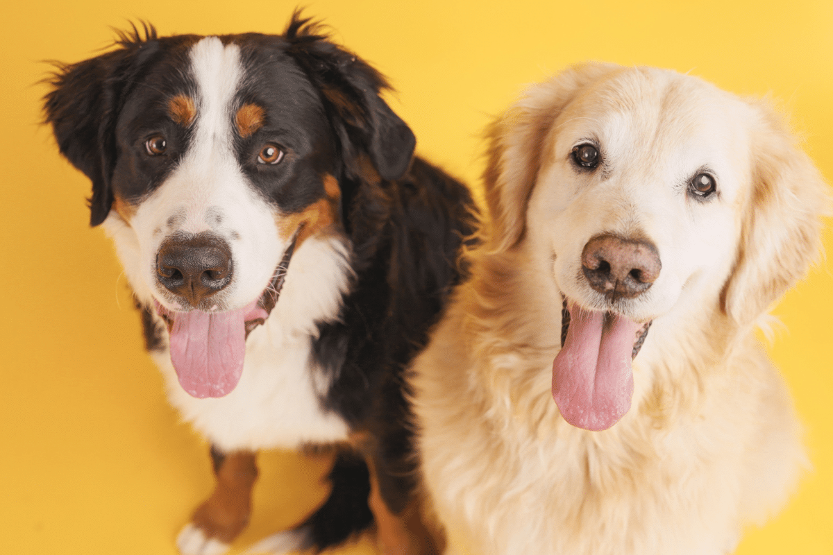 nomes-combinando:-10 opcoes-perfeitas para-dois-cachorros 