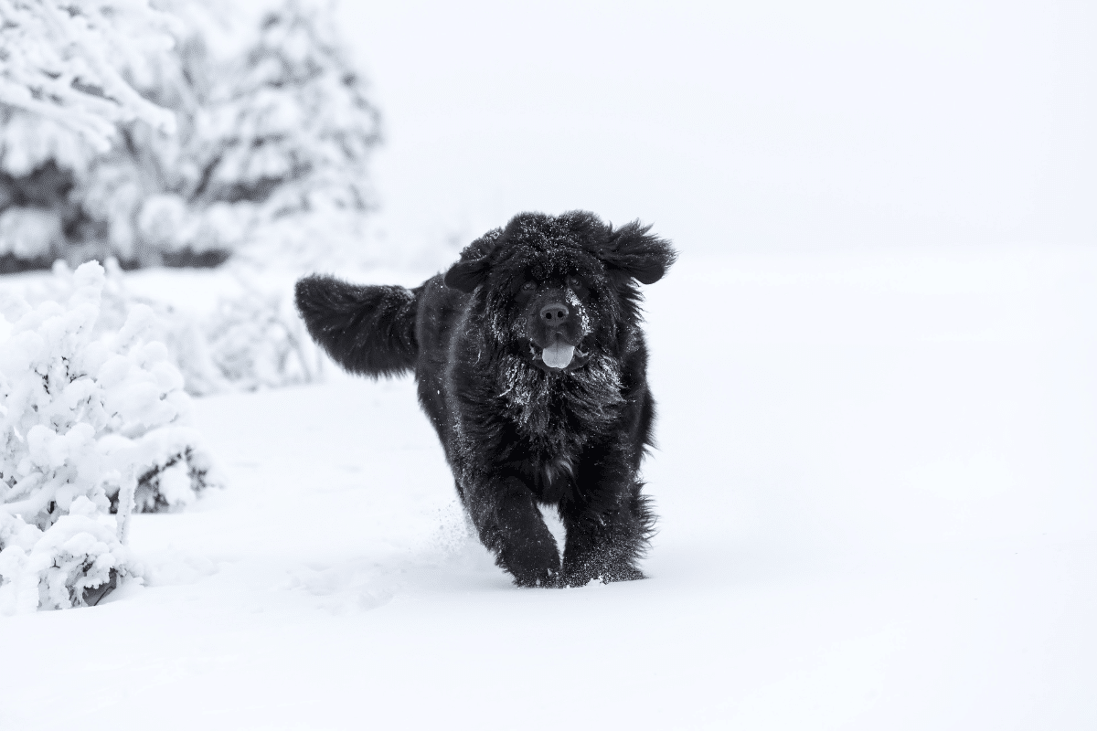 do-labrador-ao terra-nova: voce-conhece-os caes-originarios-do-canada?