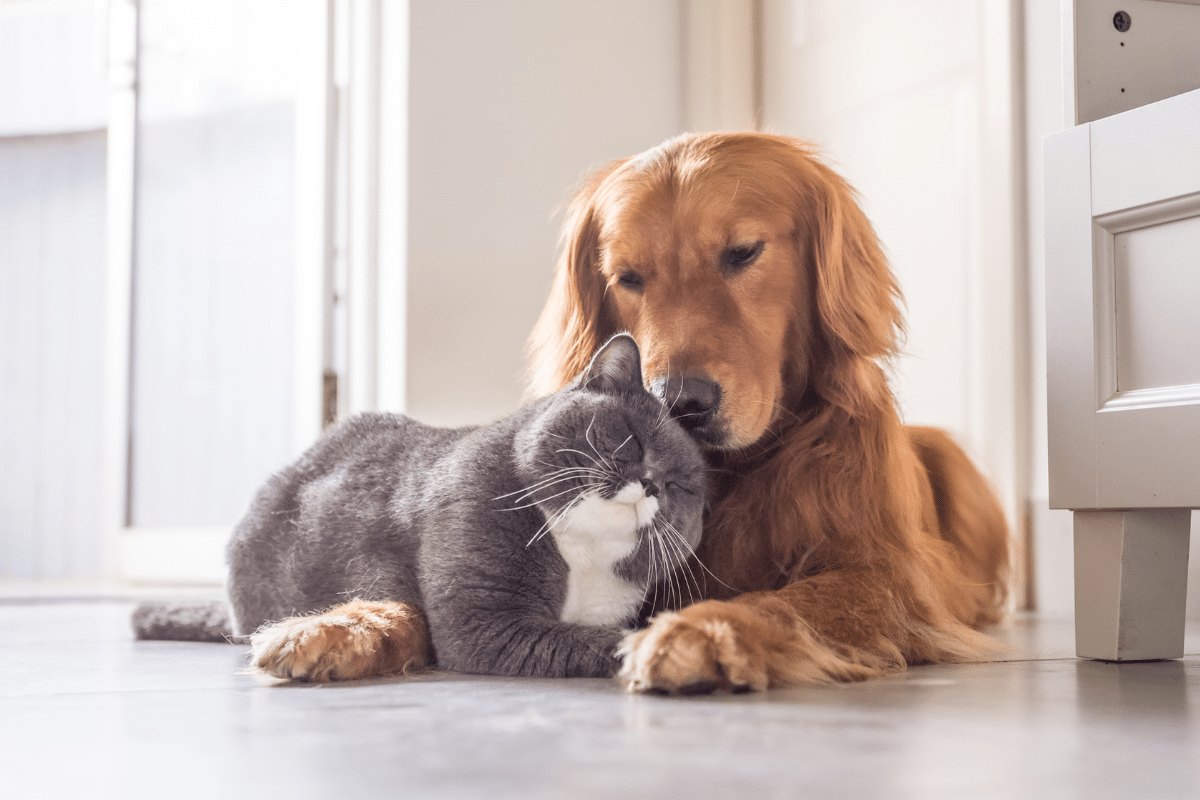 seu-pet-esta-ansioso?-veja-cuidados-para-tornar-a-rotina-de-caes-e-gatos-mais-tranquila