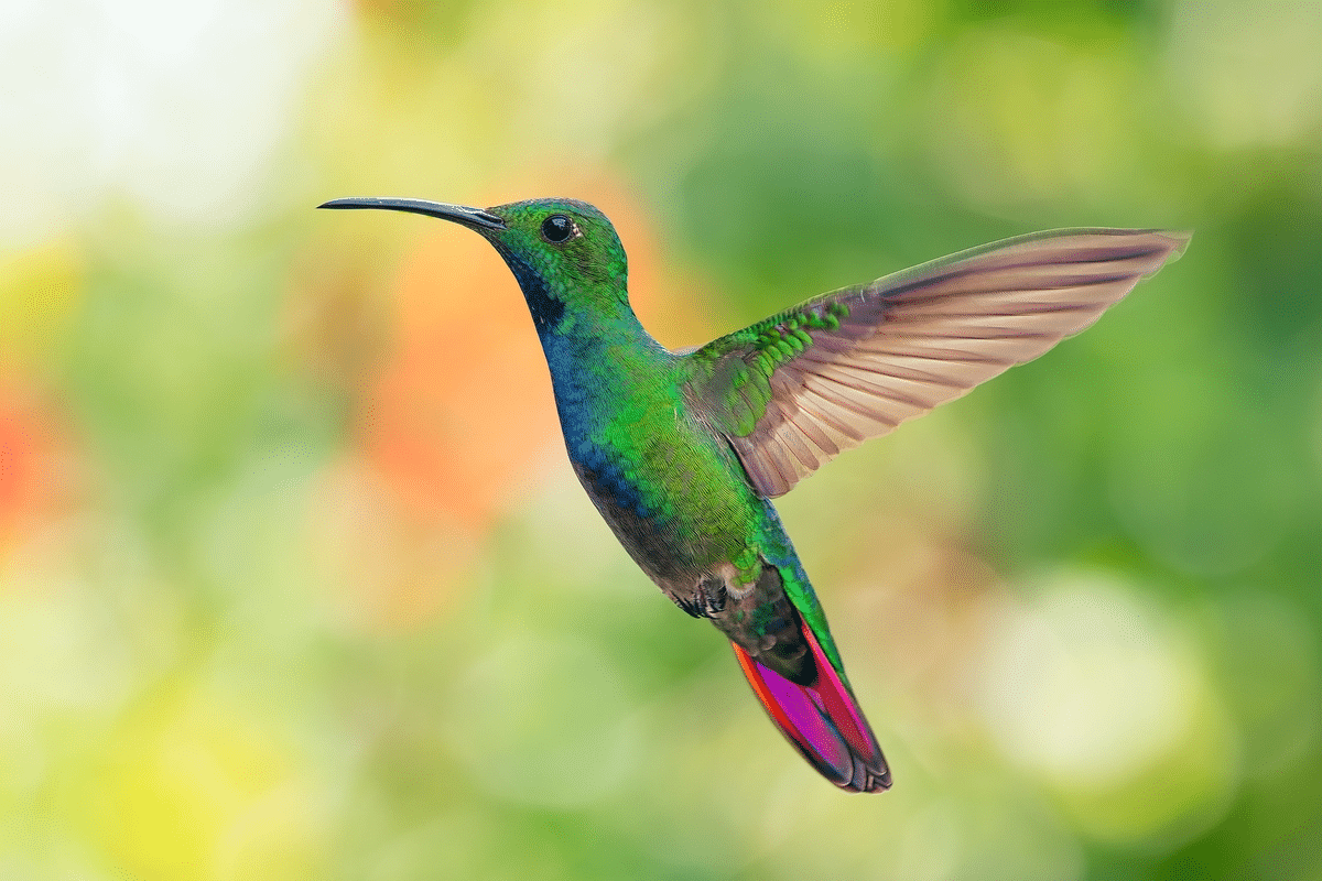 sabia-que-o-beija-flor-consegue-ficar-parado-no-ar?-veja-outras-curiosidades-sobre-a-ave