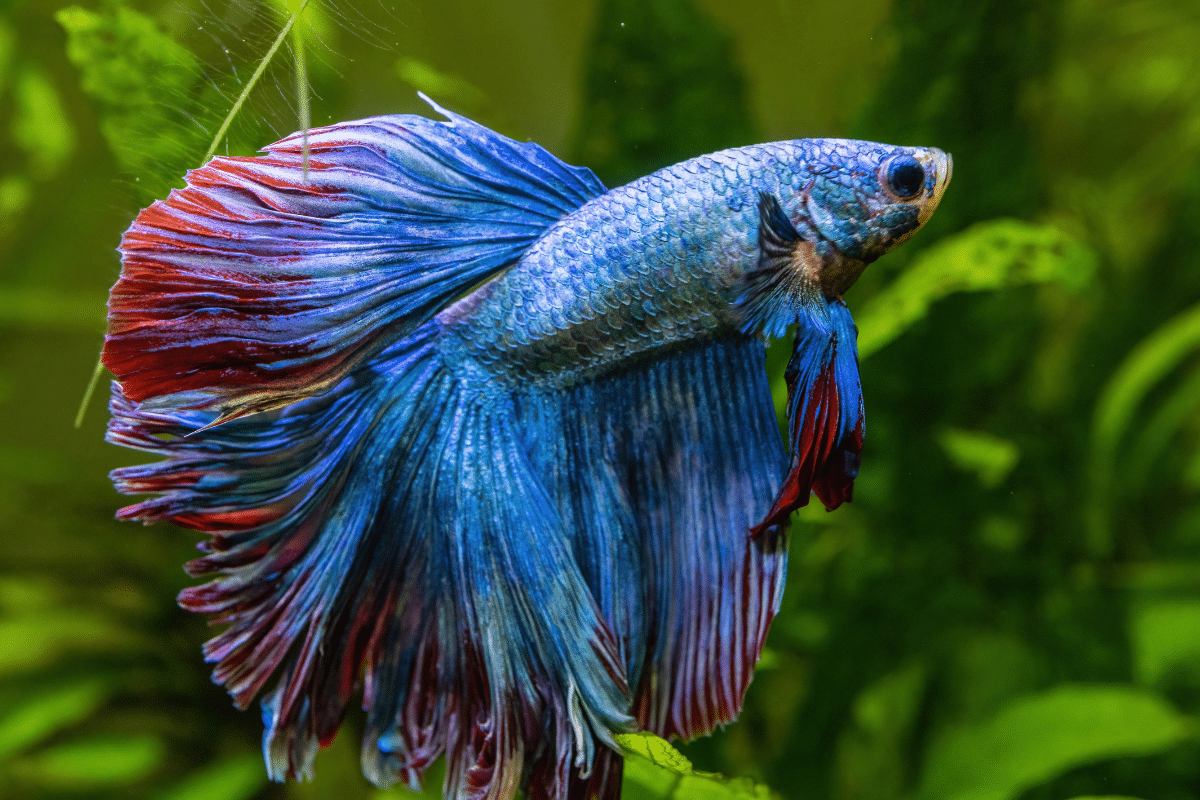 da-escolha-do-aquario-a-alimentacao: 7 dicas-para-cuidar-de-peixe betta