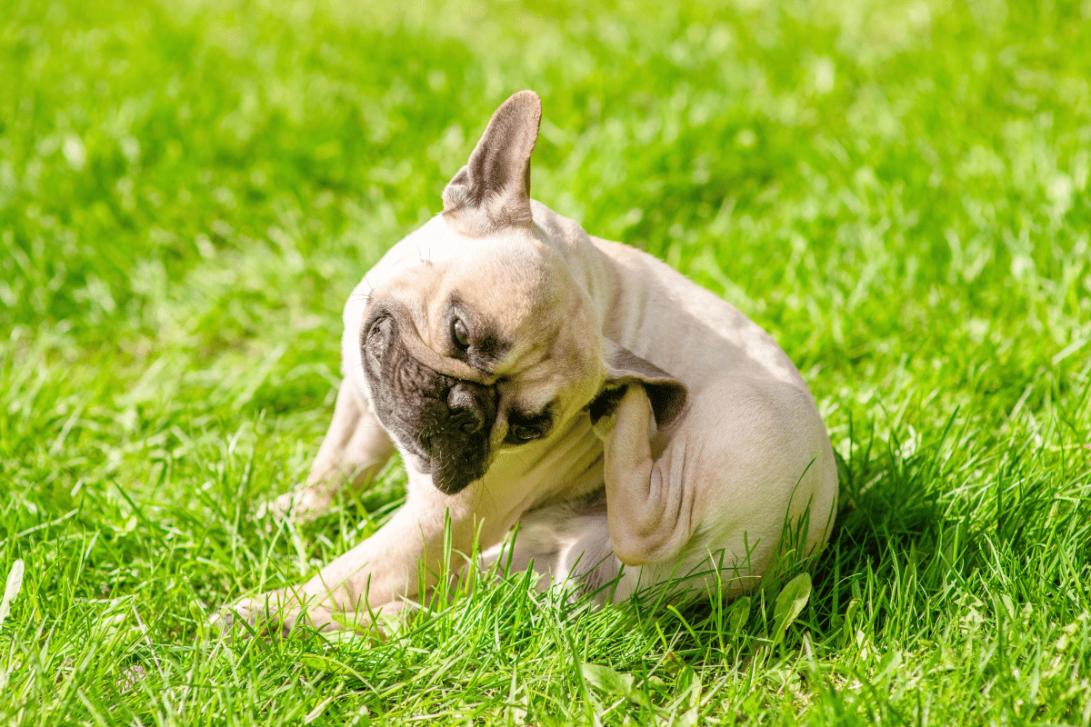 alergias-em-caes-e-gatos-podem-aumentar-na-primavera:-veja-racas-mais-predispostas